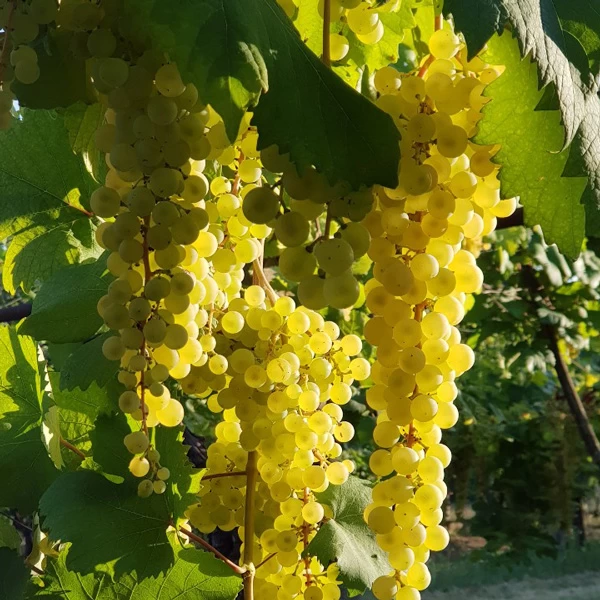 SAUVIGNON
