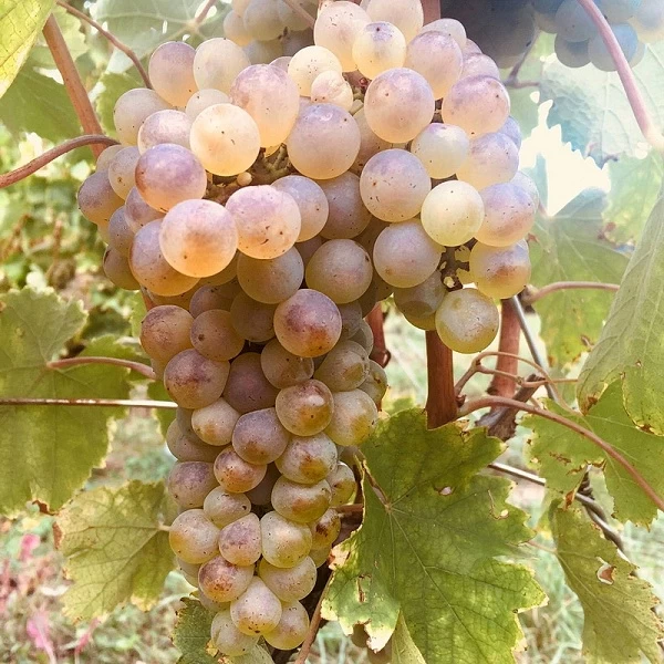 SAUVIGNON