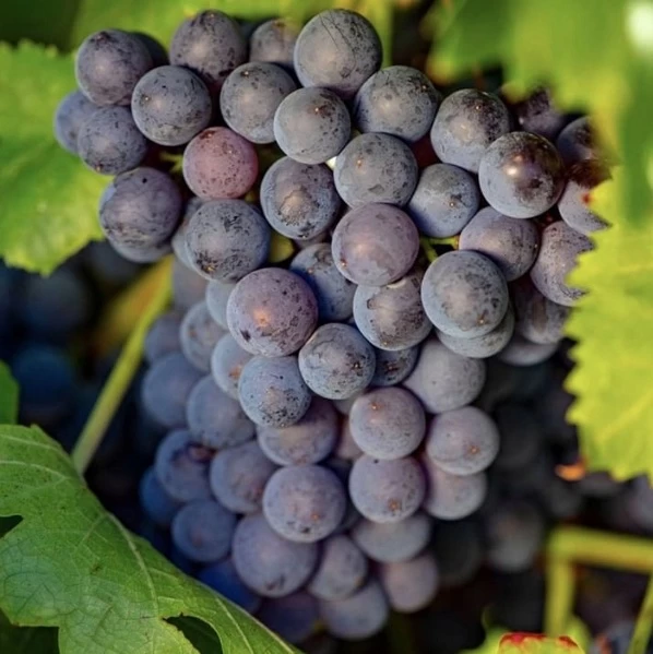 SAUVIGNON