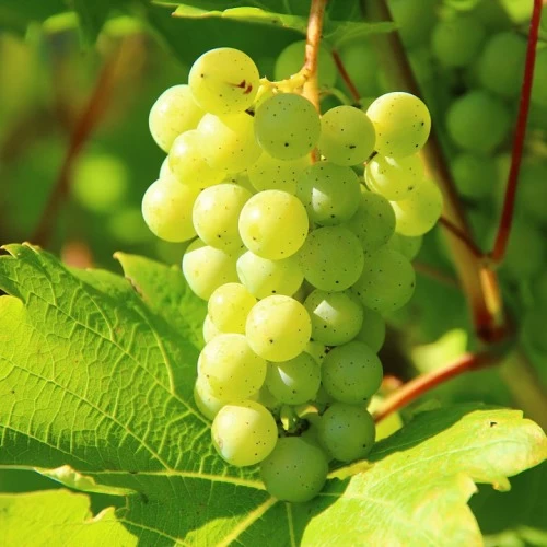 SAUVIGNON