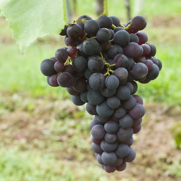 SAUVIGNON
