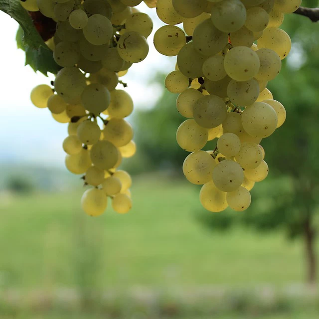 SAUVIGNON
