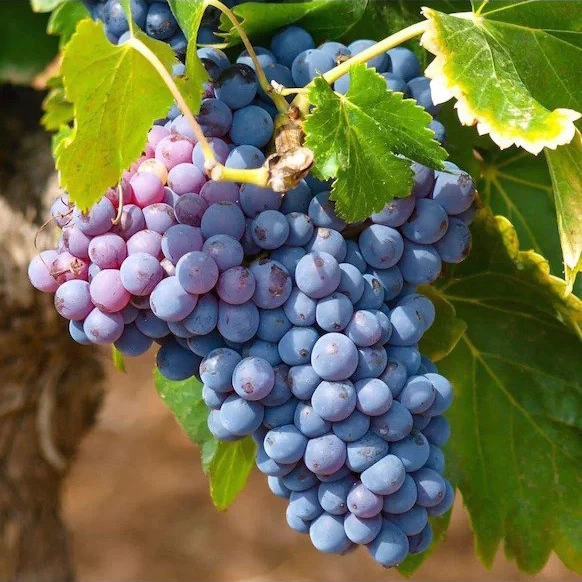 SAUVIGNON
