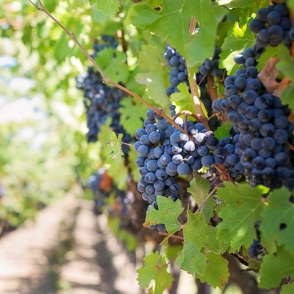 SAUVIGNON