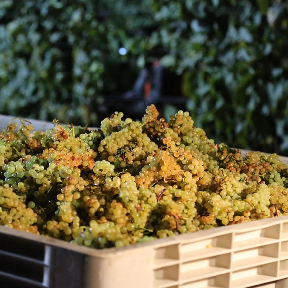 SAUVIGNON