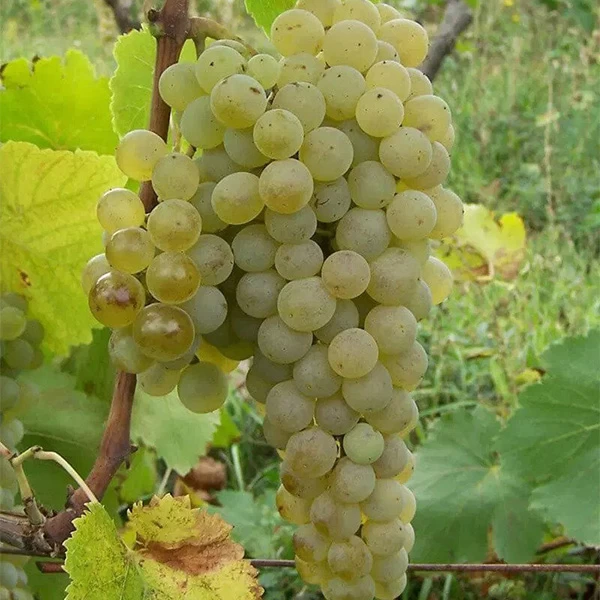 SAUVIGNON