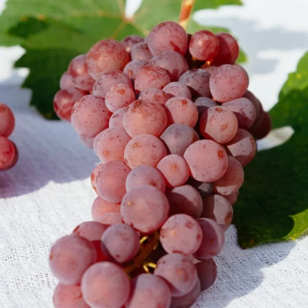 SAUVIGNON