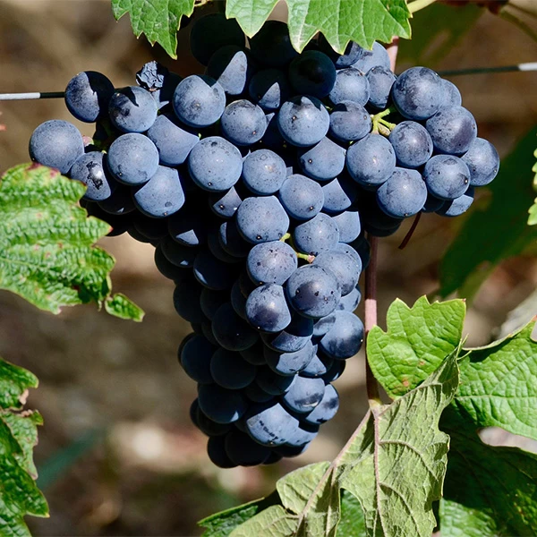 SAUVIGNON