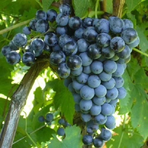 SAUVIGNON