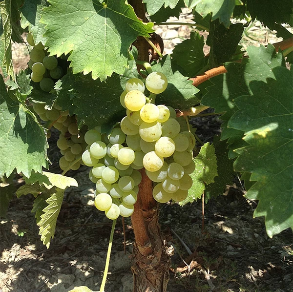 SAUVIGNON