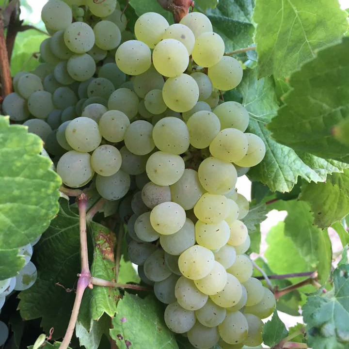 SAUVIGNON
