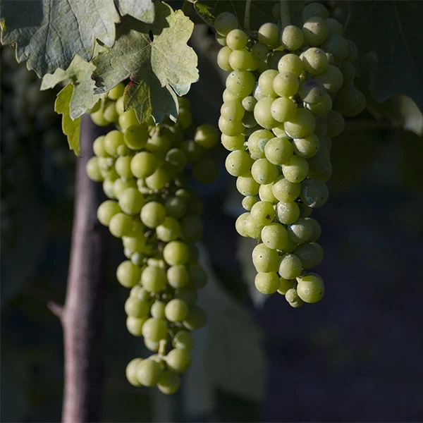SAUVIGNON