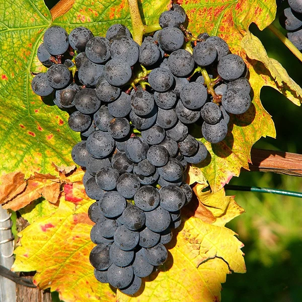 SAUVIGNON