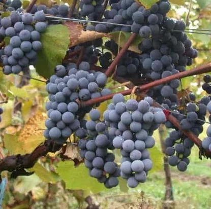 SAUVIGNON