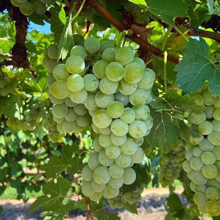 SAUVIGNON
