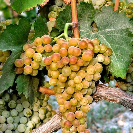 SAUVIGNON