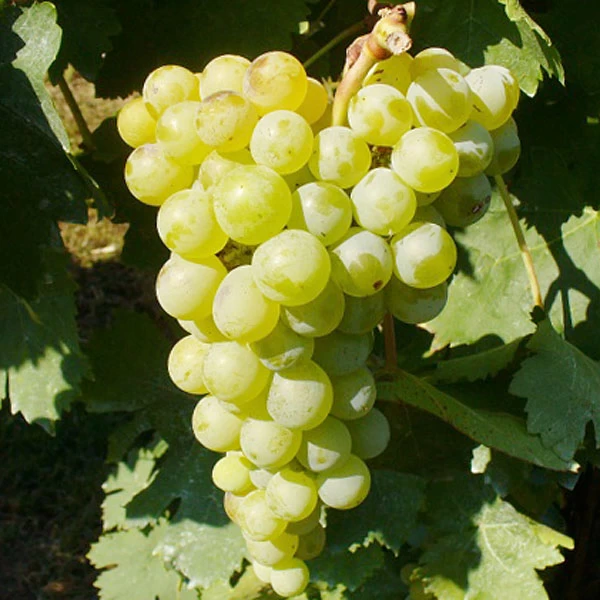 SAUVIGNON