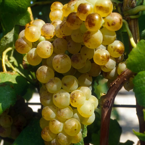 SAUVIGNON