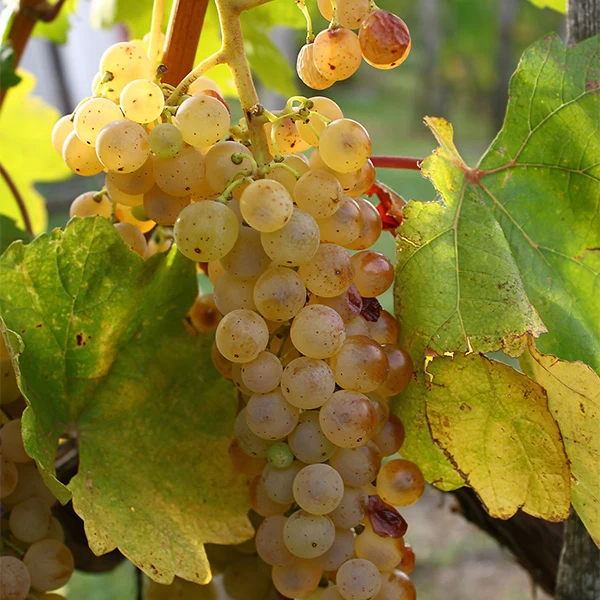 SAUVIGNON