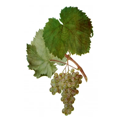 SAUVIGNON