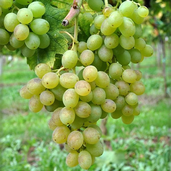 SAUVIGNON