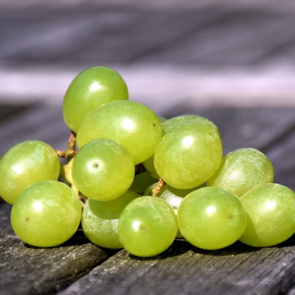 SAUVIGNON