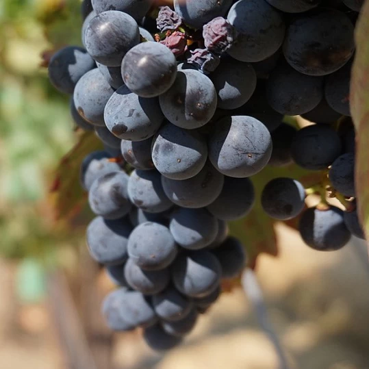 SAUVIGNON