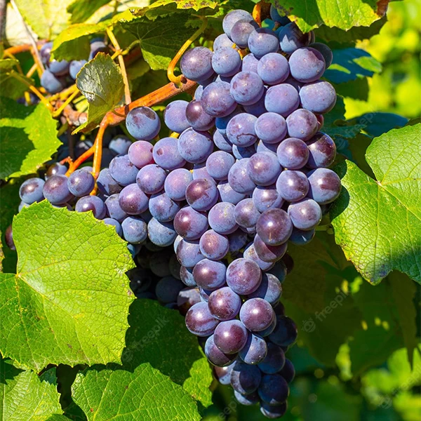 SAUVIGNON