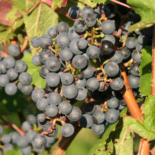 SAUVIGNON