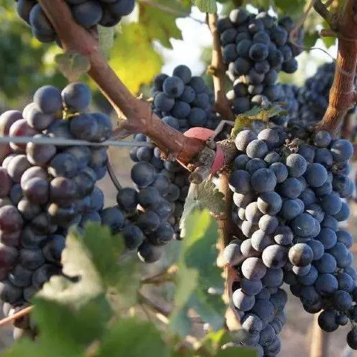 SAUVIGNON