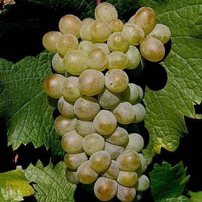 SAUVIGNON