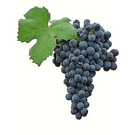 SAUVIGNON