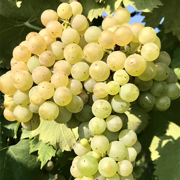 SAUVIGNON