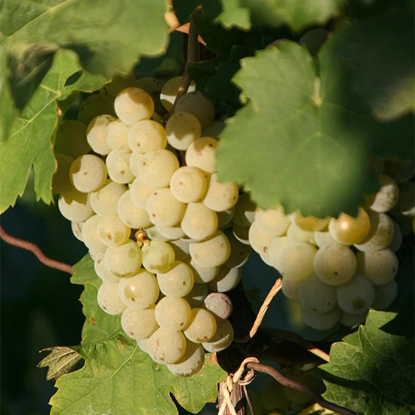SAUVIGNON