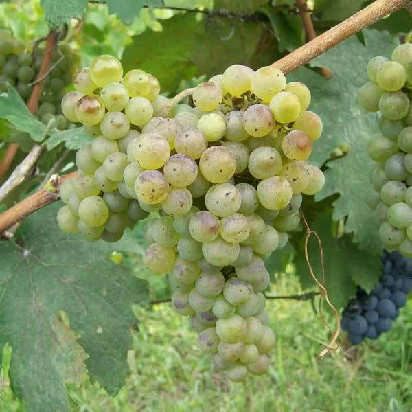 SAUVIGNON