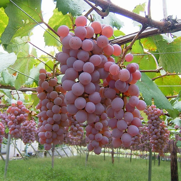 SAUVIGNON
