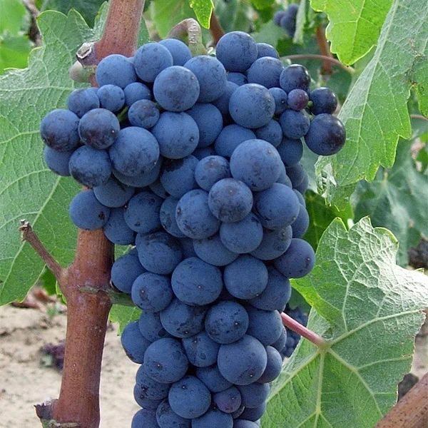 SAUVIGNON