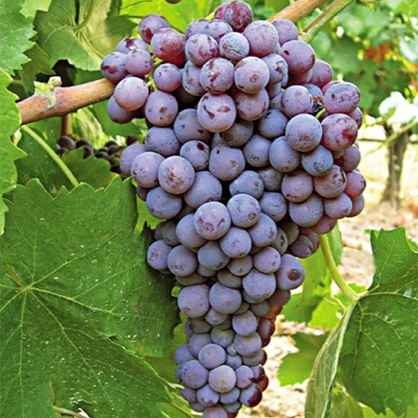 SAUVIGNON