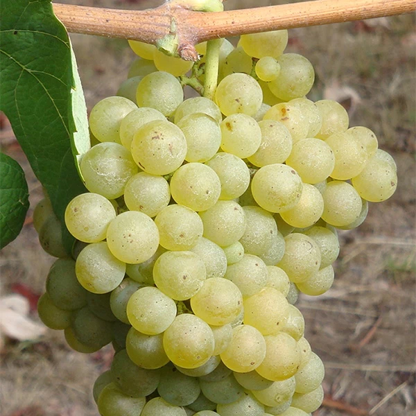 SAUVIGNON