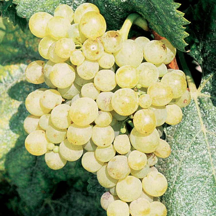 SAUVIGNON