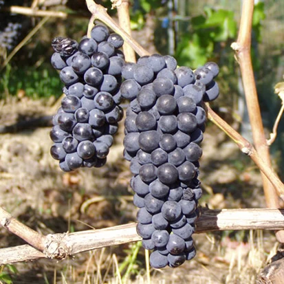 SAUVIGNON