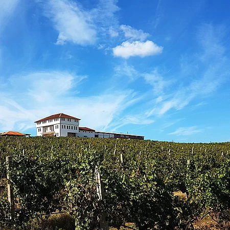 SAUVIGNON