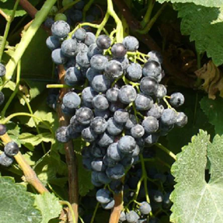 SAUVIGNON