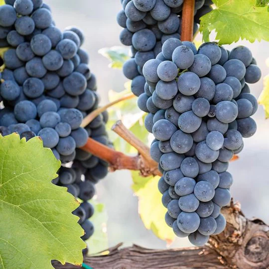SAUVIGNON