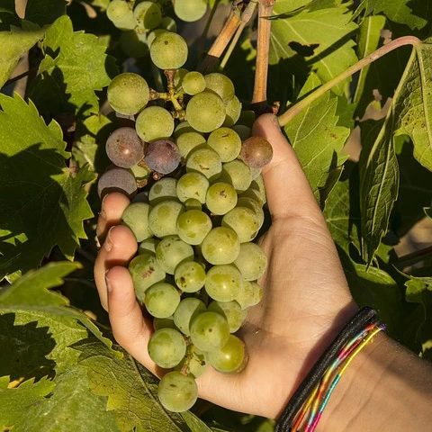 SAUVIGNON