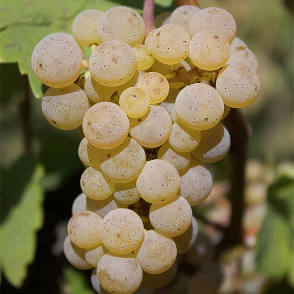 SAUVIGNON