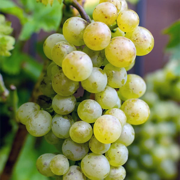 SAUVIGNON
