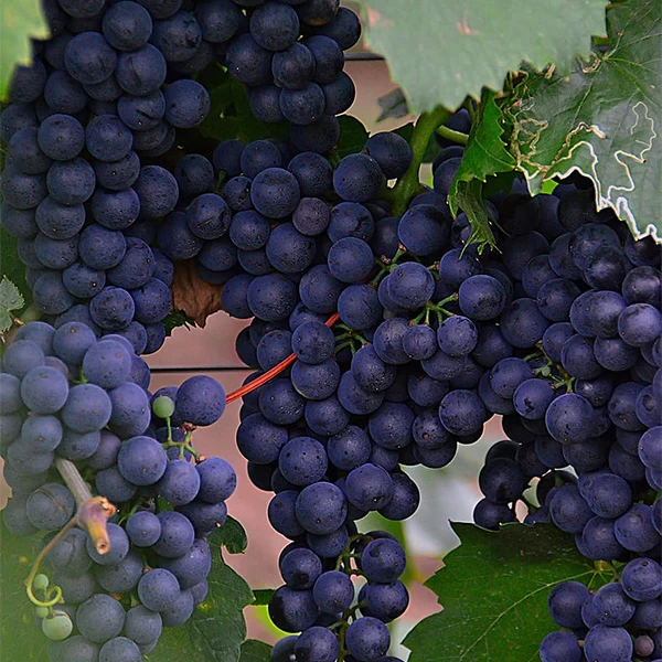SAUVIGNON