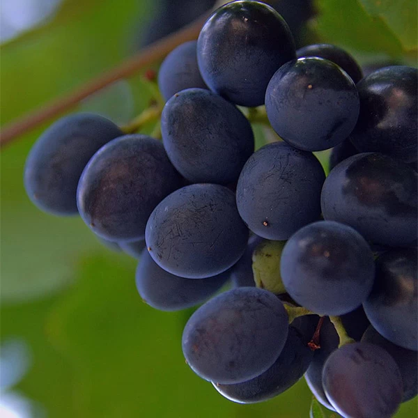 SAUVIGNON
