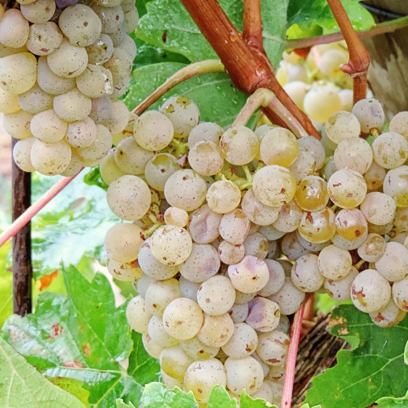 SAUVIGNON